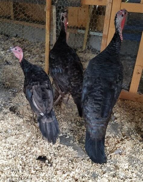 Black Spanish Turkey