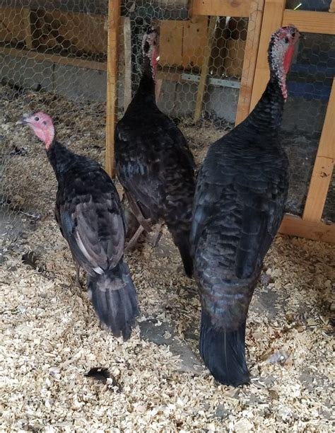 Black Spanish Turkey