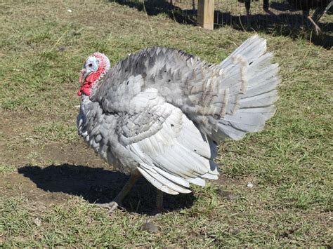 Blue Slate Turkeys