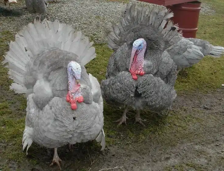 Rookcrest Livestock