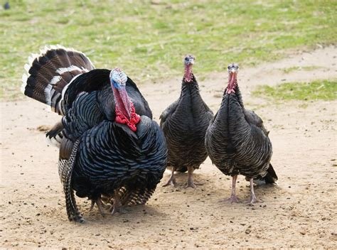 Broad Breasted Bronze Turkeys