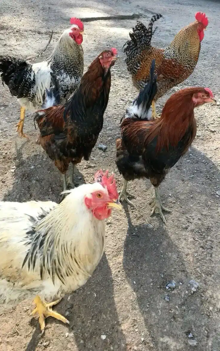 Chickens