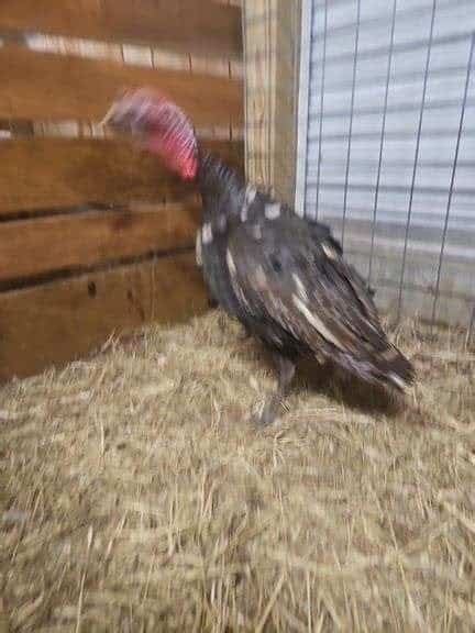 Chocolate Turkeys