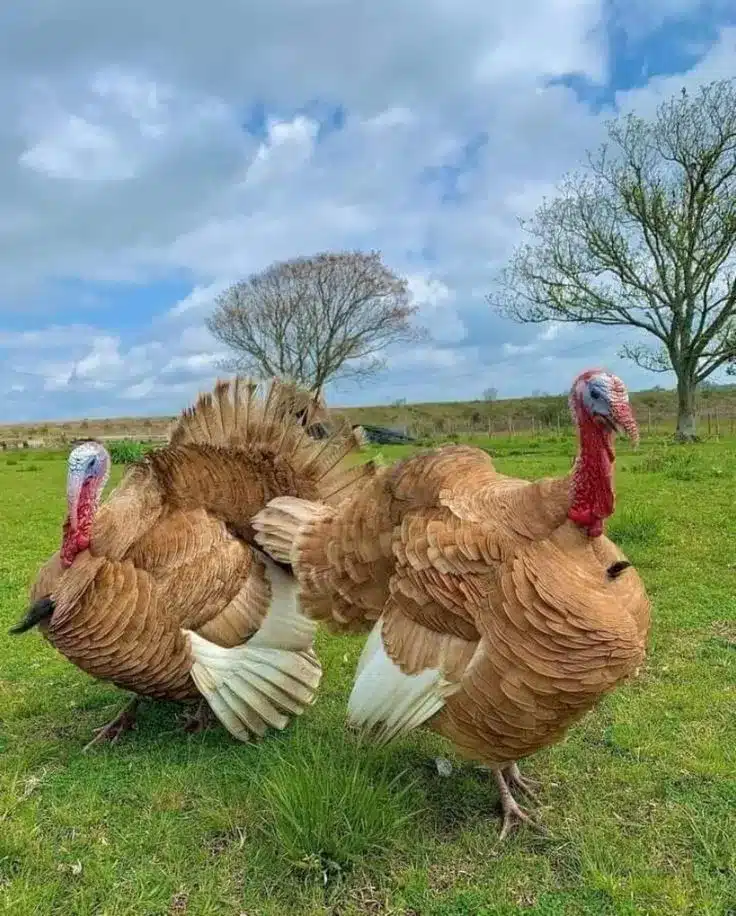 Rookcrest Livestock
