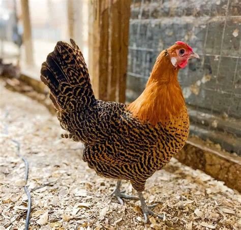 Deathlayer Chicken