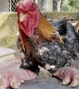 Rookcrest Livestock