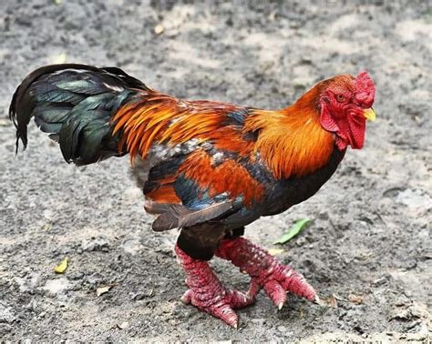 Dong Tao Chicken