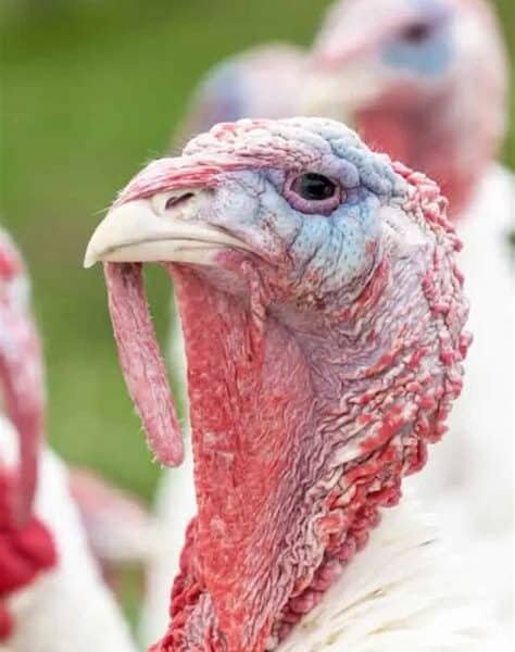 Giant White Turkeys