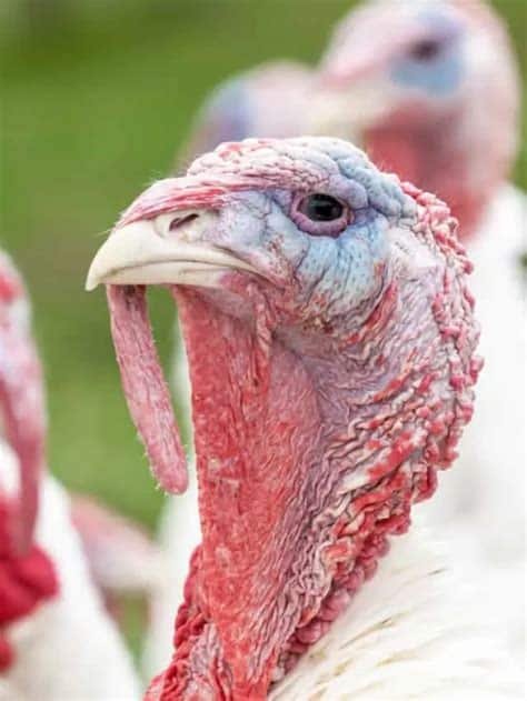 Giant White Turkeys