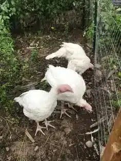 How Raising Chickens Transformed Our Homestead