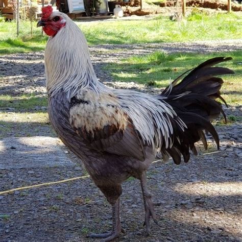Liege Fighter Chicken