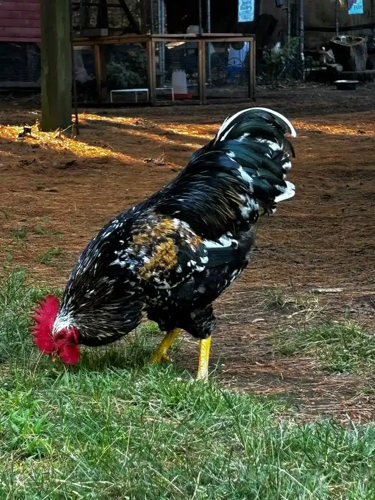 Melody, our beautiful roo