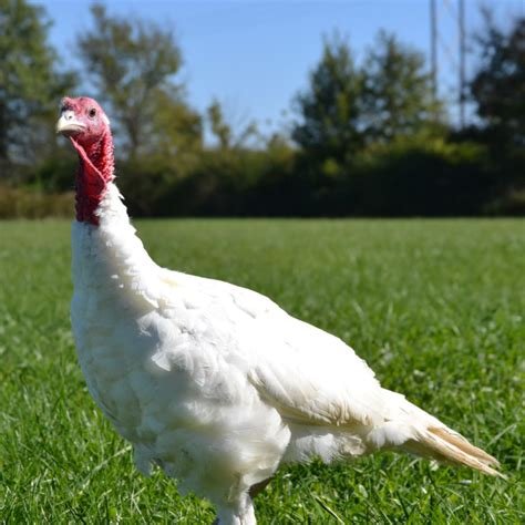 Midget White Turkey