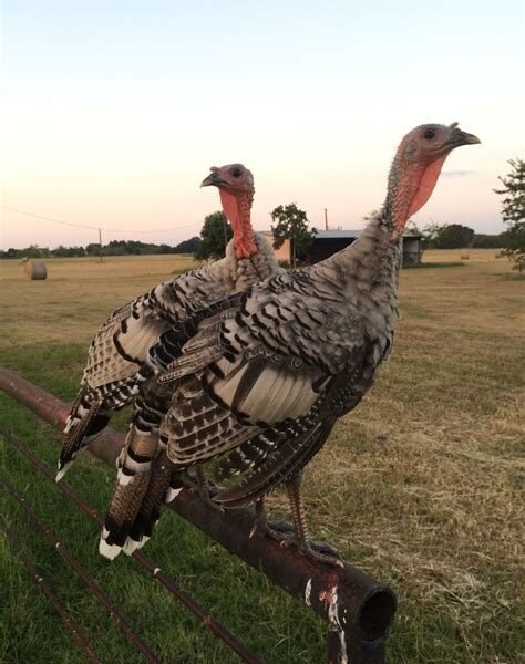 Narragansett Turkey