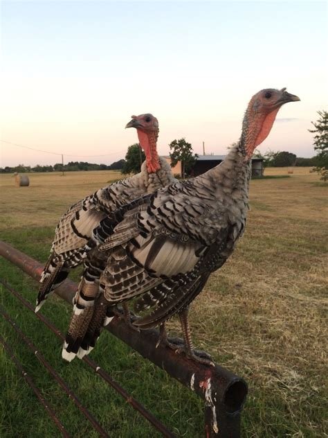 Narragansett Turkey