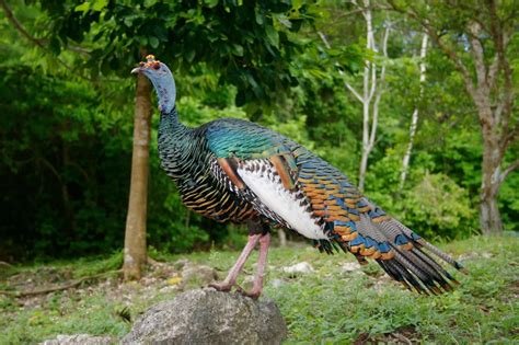 Ocellated Turkey