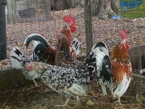 Olandsk Dwarf Chickens Olandsk Dwarf Chickens