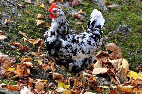 Orust Chicken Orust Chicken