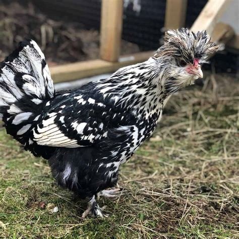 Pavlovskaya Chickens