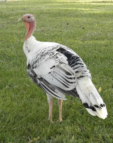 Royal Palm Turkey