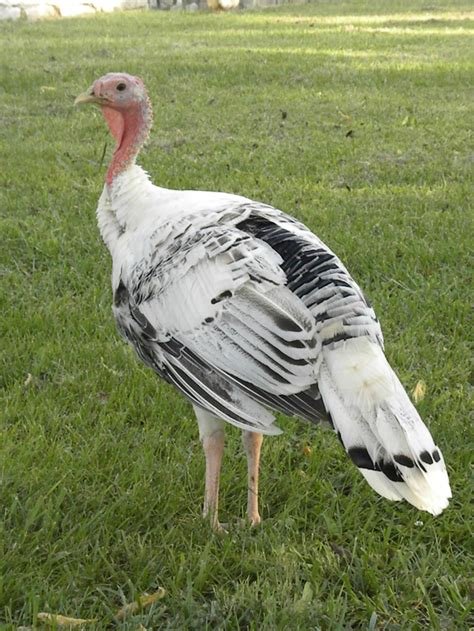 Royal Palm Turkey