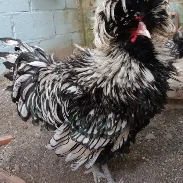 Pavlovskaya chicken for sale