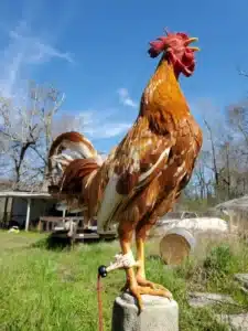 Rookcrest Livestock