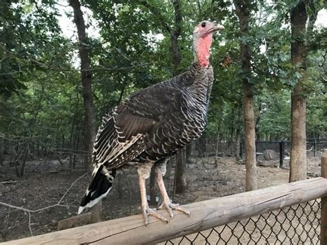 Standard Bronze Turkeys