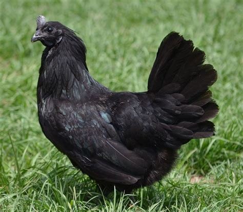 Swedish Black Chicken