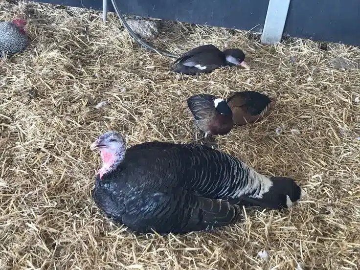 Rookcrest Livestock