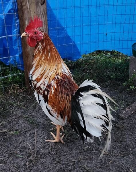 White Hackle Chickens