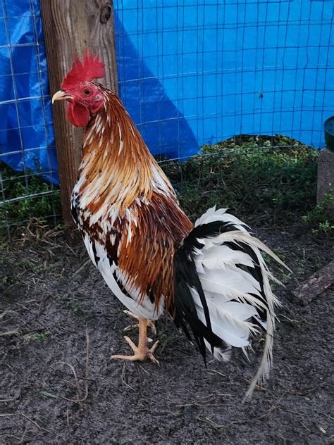 White Hackle Chickens