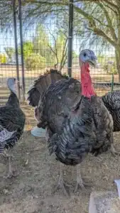 Rookcrest Livestock