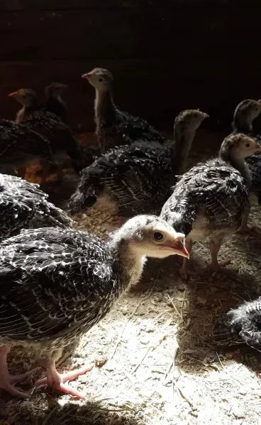 Broad Breasted Bronze turkey poults for sale