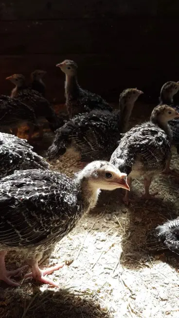 Broad Breasted Bronze turkey poults for sale Broad Breasted Bronze turkey poults for sale