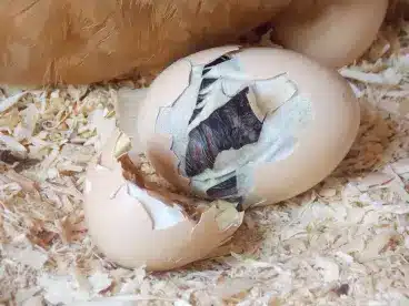 Orust hatching eggs