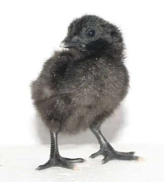 Swedish Black chicks for sale