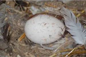 Bourbon Red turkey hatching eggs for sale