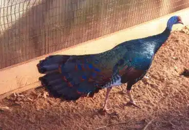 Ocellated turkey poults for sale
