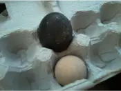 Swedish Black hatching eggs for sale