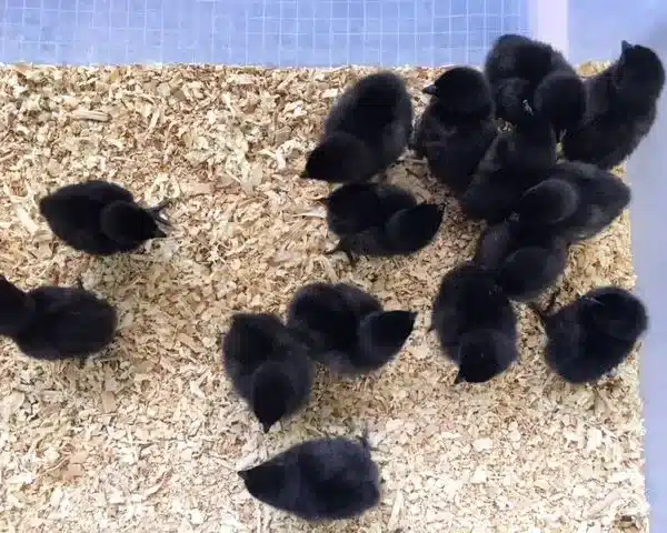 Ayam Cemani chicks for sale