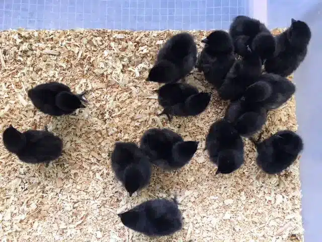 Ayam Cemani chicks for sale