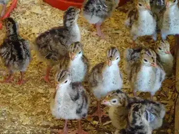 Chocolate turkey poults for sale