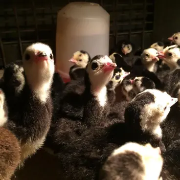 Broad Breasted Black turkey poults for sale