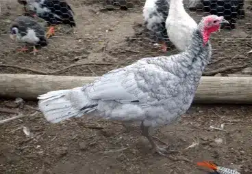 Blue Slate turkey poults for sale