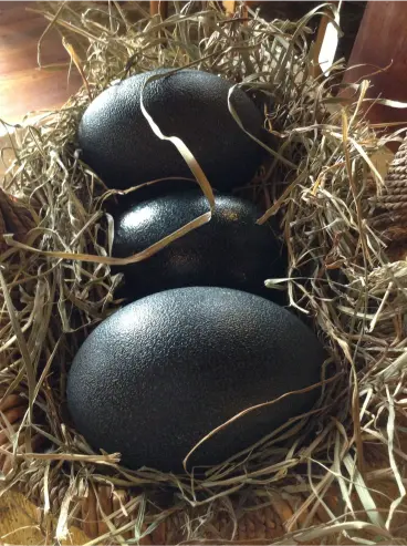 Black Spanish turkey hatching eggs for sale