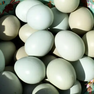 Pavlovskaya hatching eggs for sale
