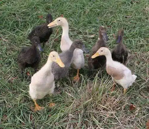 common shelduck ducklings for sale