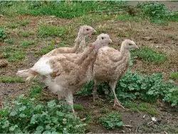 Bourbon Red turkey poults for sale