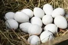 Rio Grande turkey hatching eggs for sale